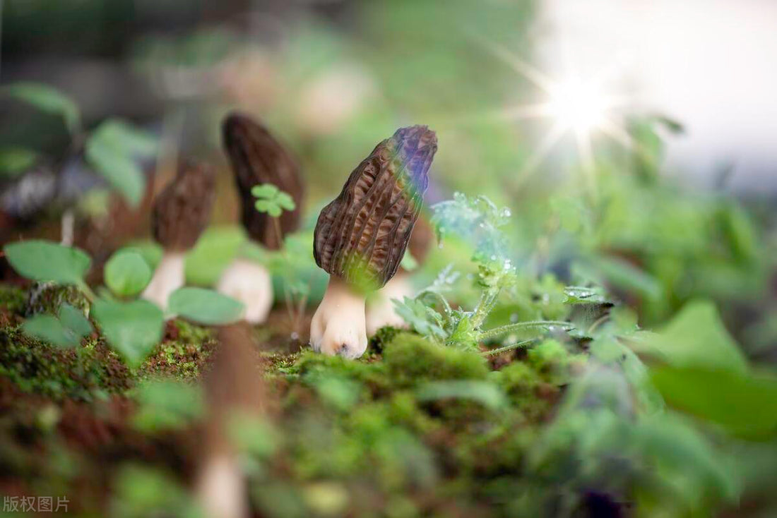 Morel Mushrooms Nutritional Goldmine: Boosting Your Health