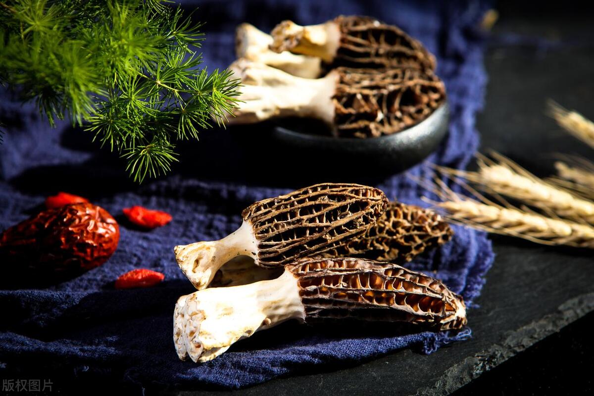 Title: The Healing Power of Morel Mushrooms - Unlocking Nature's Treasure