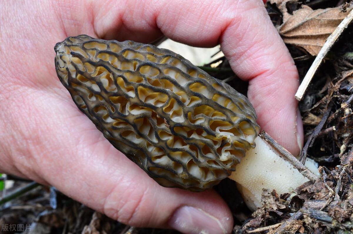 Morel Mushrooms: A Regional Culinary Extravaganza