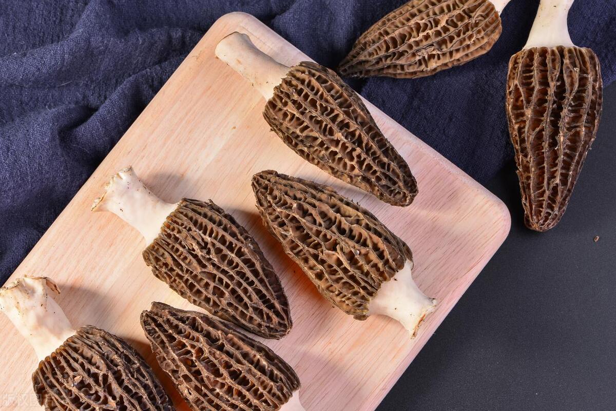 Morel Mushrooms: Nourishing Holistic Health