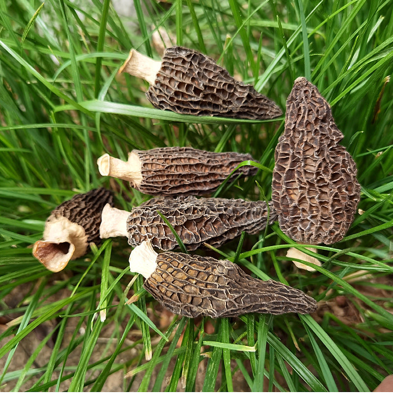 Morel Mushrooms in the Culinary Spotlight: Unique Cooking Techniques