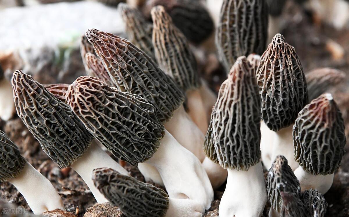 Mushroom Magic: Elevating Dishes with Morel Mushrooms