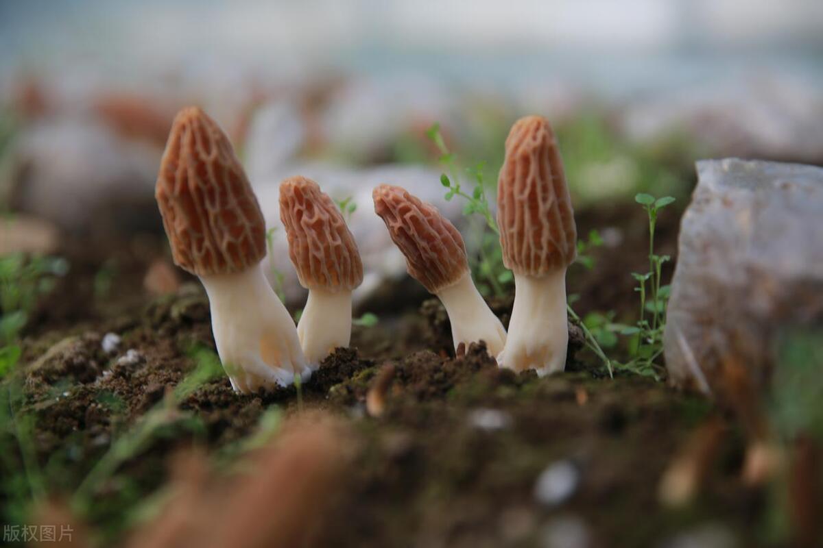 Exploring Morel Mushrooms: A Regional Culinary Expedition