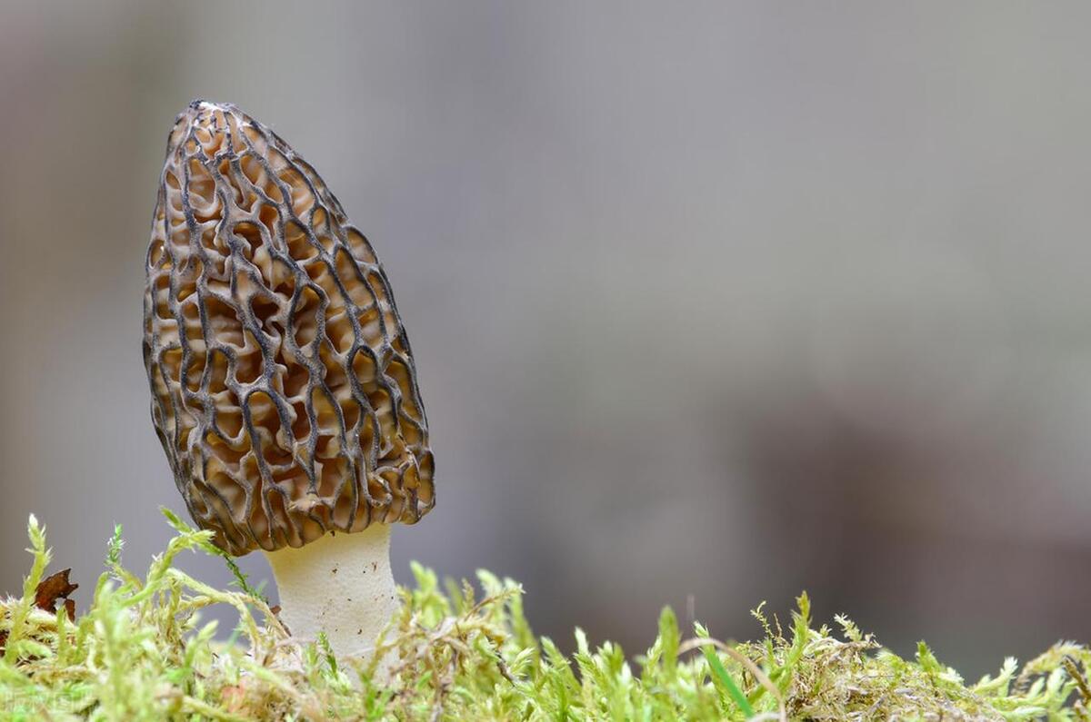 Morel Mushroom Enthusiast's Paradise: Uncovering Wild Treasures