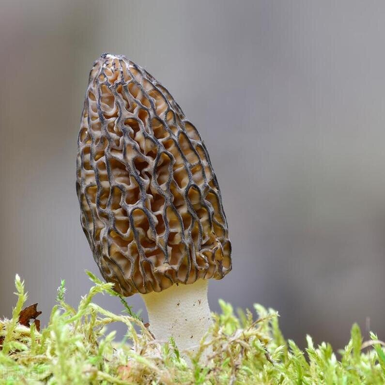 Morel Mushrooms Healing Touch: Revitalize Your Health