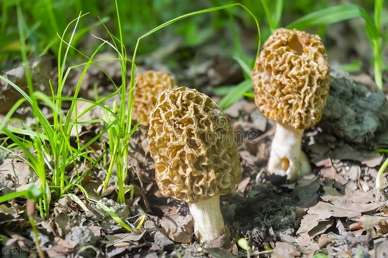 Savoring Nature's Gifts: Morel Mushrooms on Your Plate