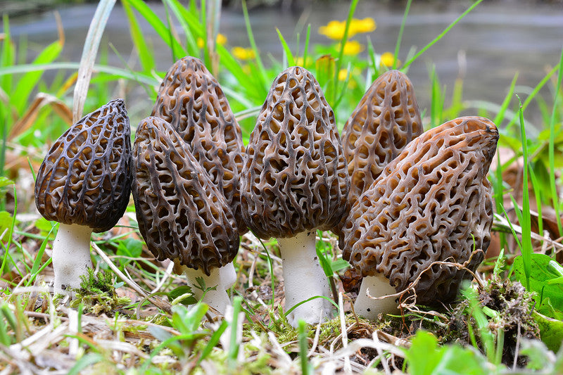 Unlocking the Culinary Secrets of Morel Mushrooms: Elevate Your Dishes with Gourmet Excellence