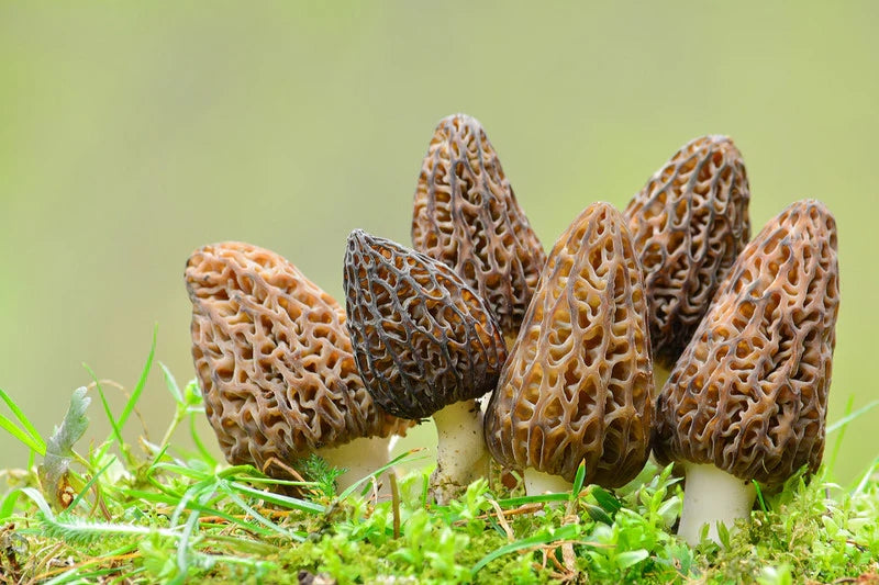 Exploring Nature's Gourmet: A Dive into Morel Mushrooms