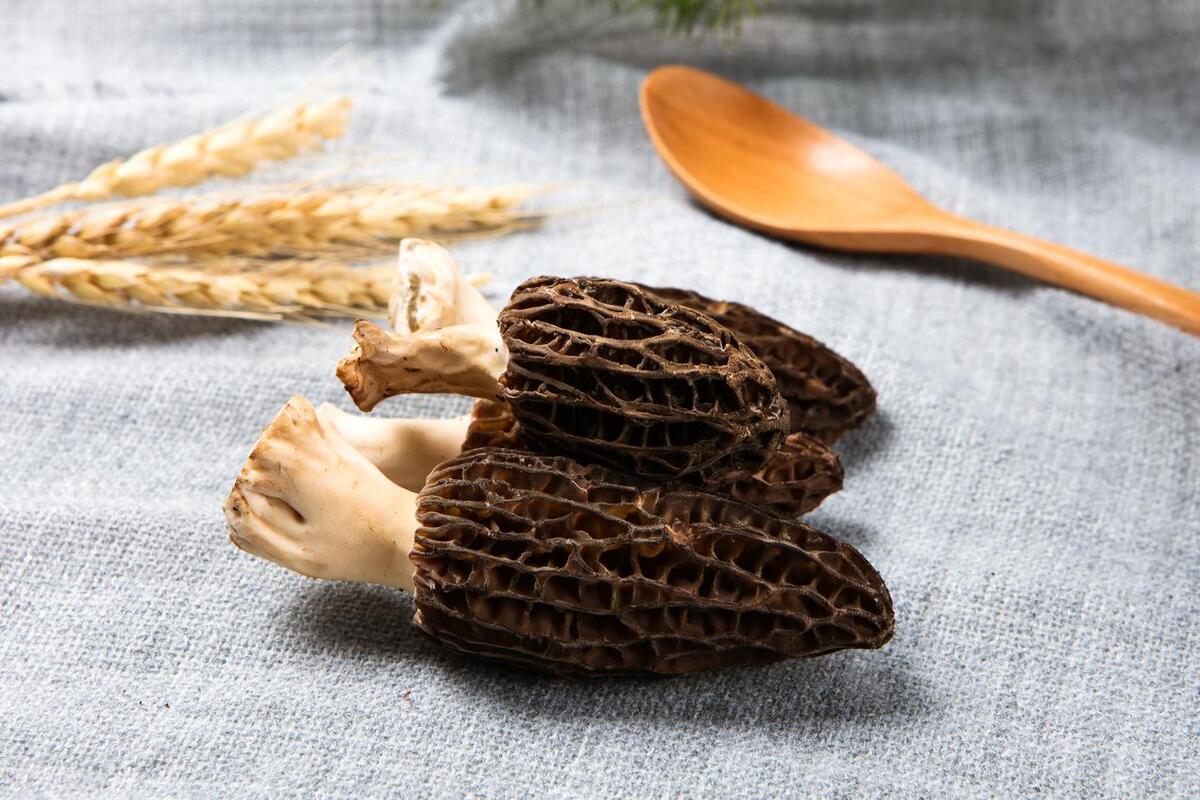 Morel Mushrooms for a Healthy Lifestyle: Exploring the Benefits