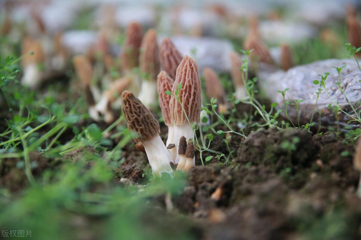 Morel Mushrooms Foraging Adventures: Nurturing a Fungi Connection