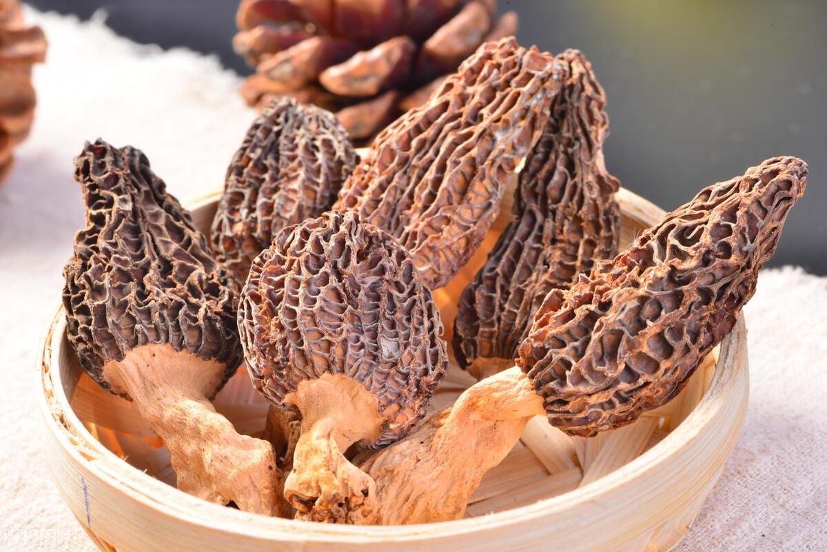 Morel Mushrooms Culinary Wonders: A Journey Beyond Traditional Recipes