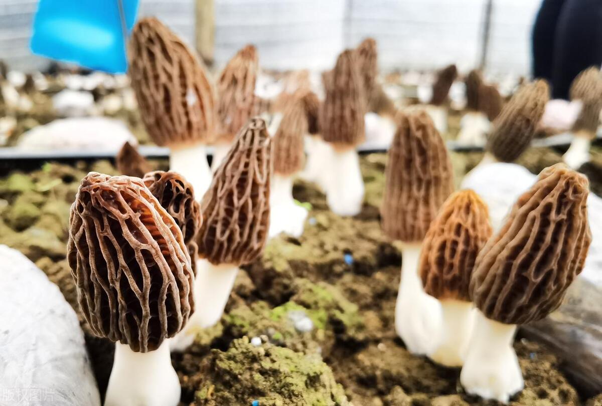 Regional Delights: Morel Mushrooms' Culinary Diversity