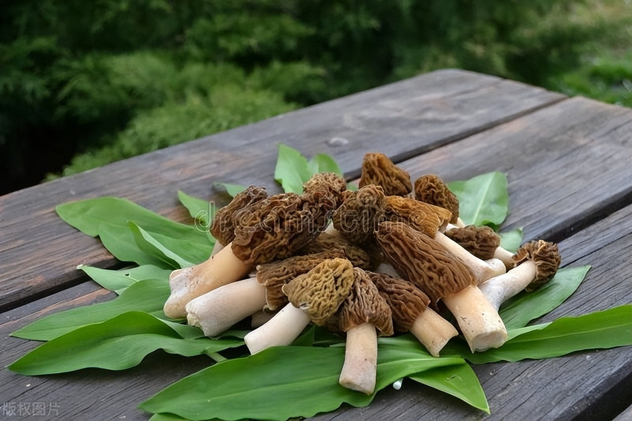 Savoring Nature's Bounty: Cooking with Fresh Morel Mushrooms
