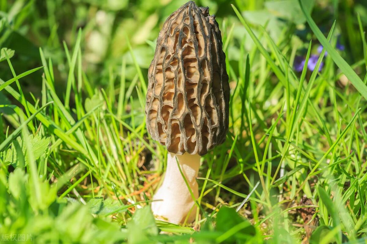 Harvesting Morel Mushrooms: Timing, Techniques, and Best Practices