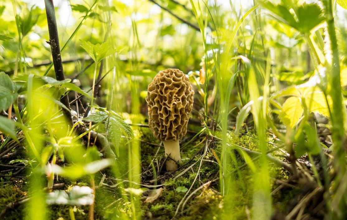 From Forest to Fork: The Art of Harvesting Morel Mushrooms