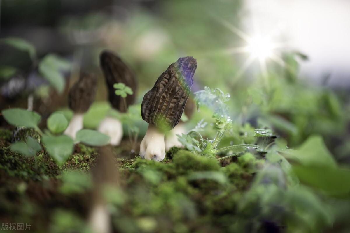 Harvesting Delight: The Allure of Fresh Morel Mushrooms