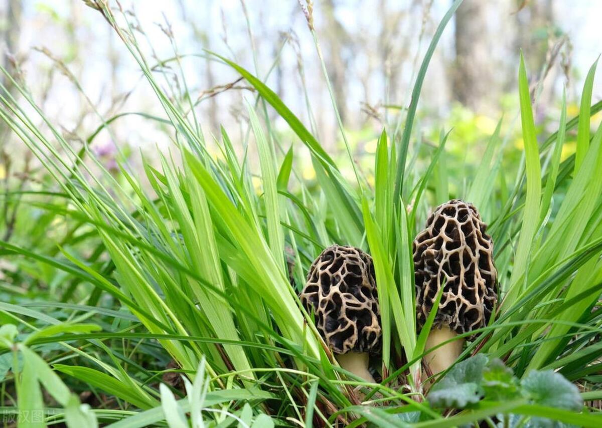 The Morel Harvest: Nature's Bounty in Your Kitchen