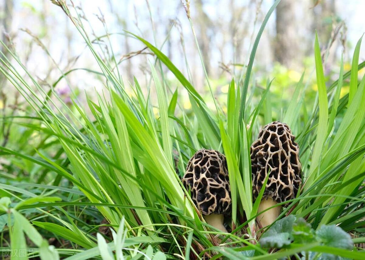 The Morel Mushrooms Harvesting Blueprint: Designing Your Success