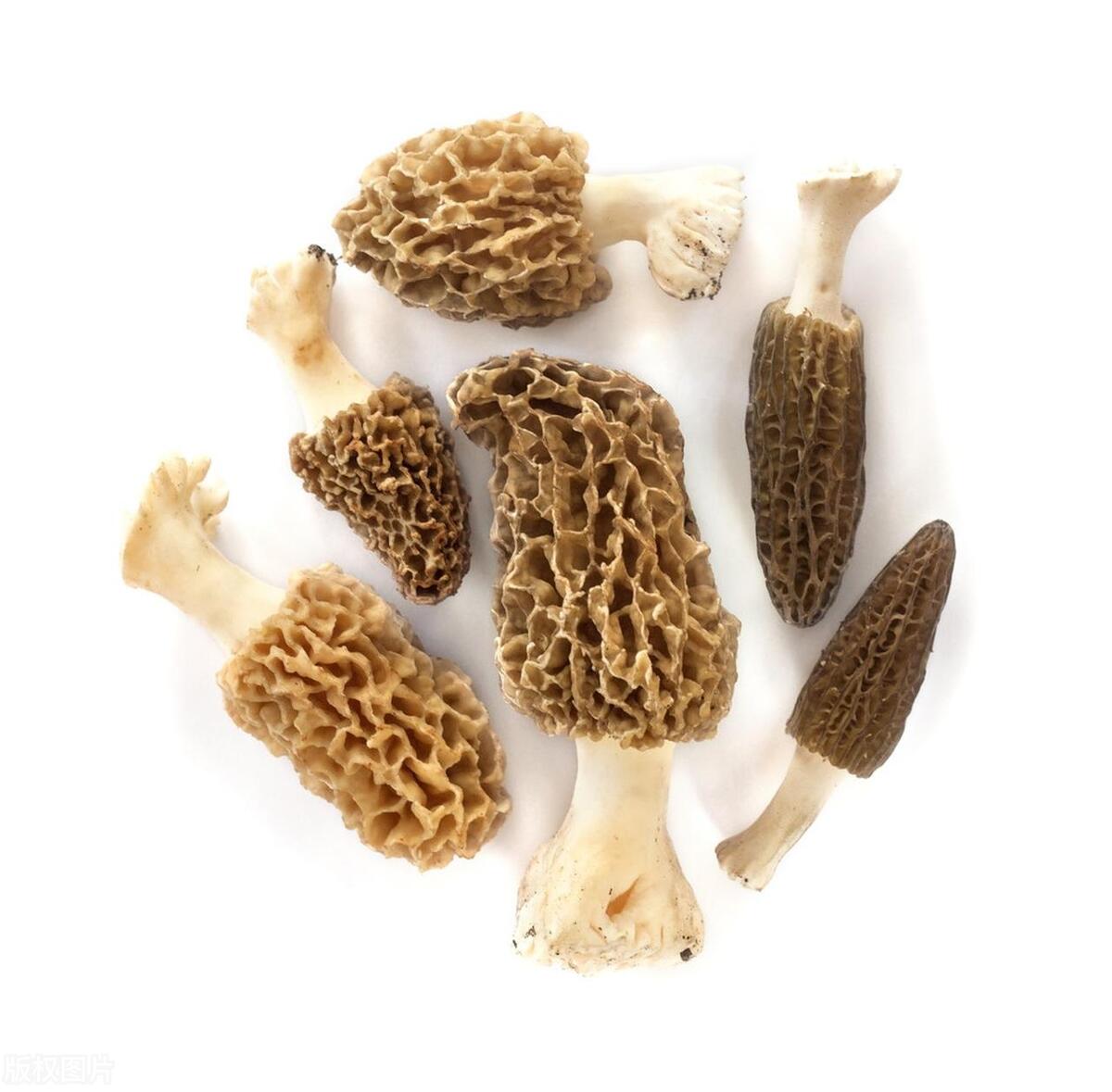 Article Title: Morel Mushrooms: A Health Nut's Secret Weapon for Well-being