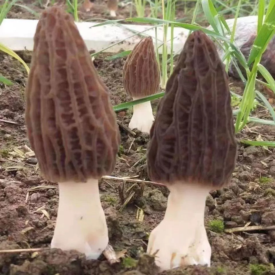 Premium Morel Mushroom Spawn 1kg | High Yield & Stable | Ideal for Home & Commercial Cultivation