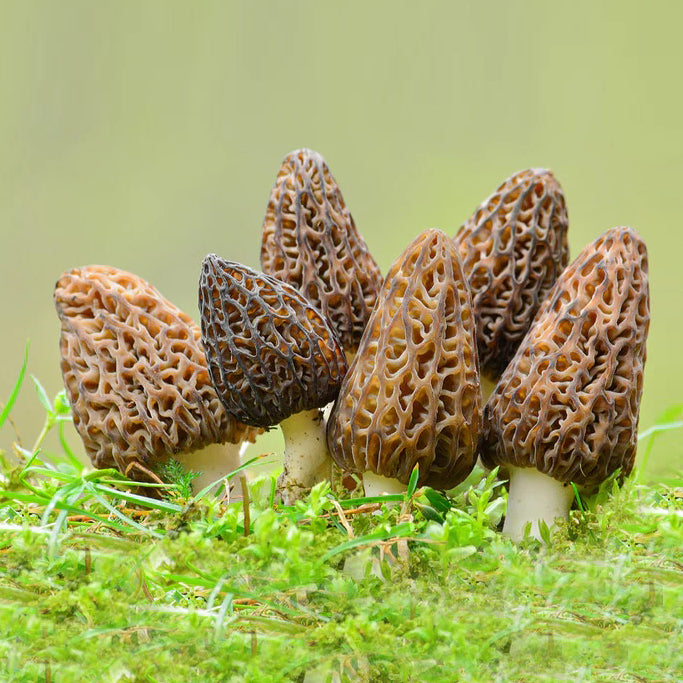Dried Morel Mushrooms | Premium 5-7cm Selection | 100g/3.5Ounce for Only $38