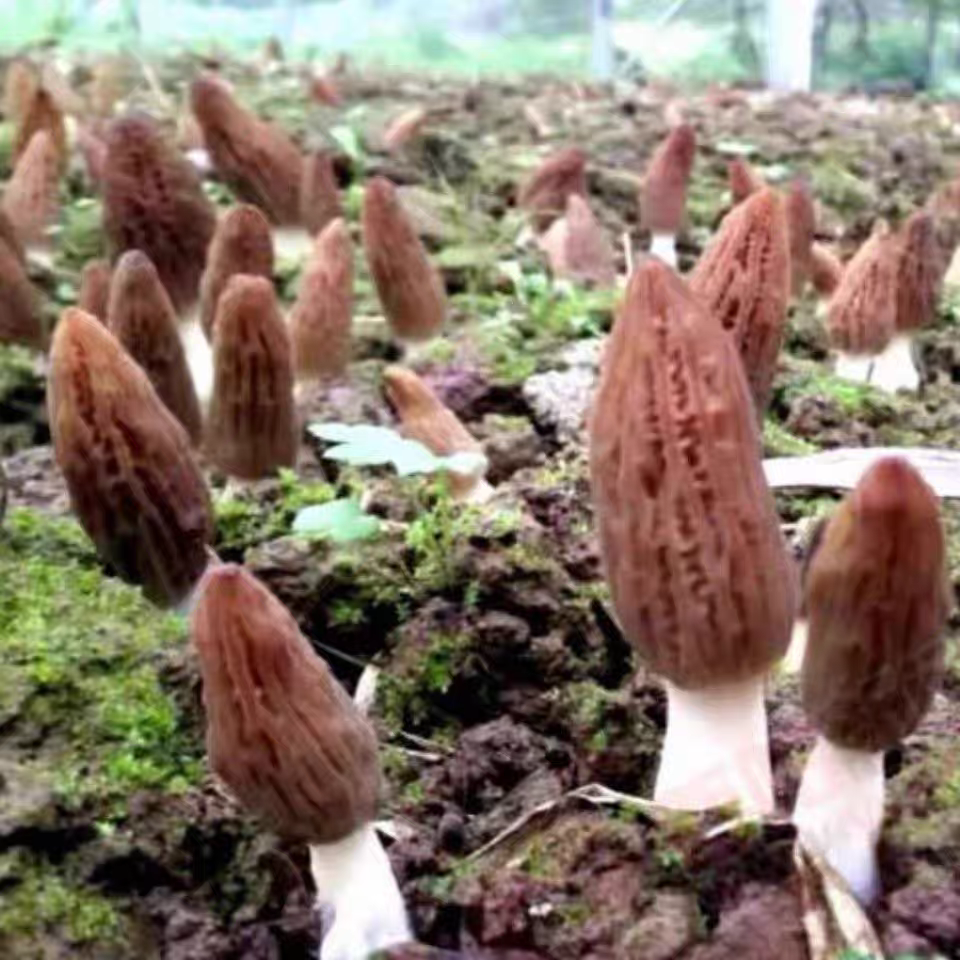 Premium Morel Mushroom Spawn 1kg | High Yield & Stable | Ideal for Home & Commercial Cultivation