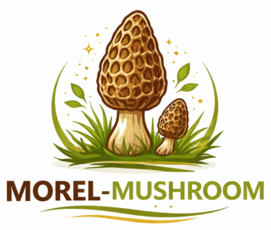 Morel Mushrom