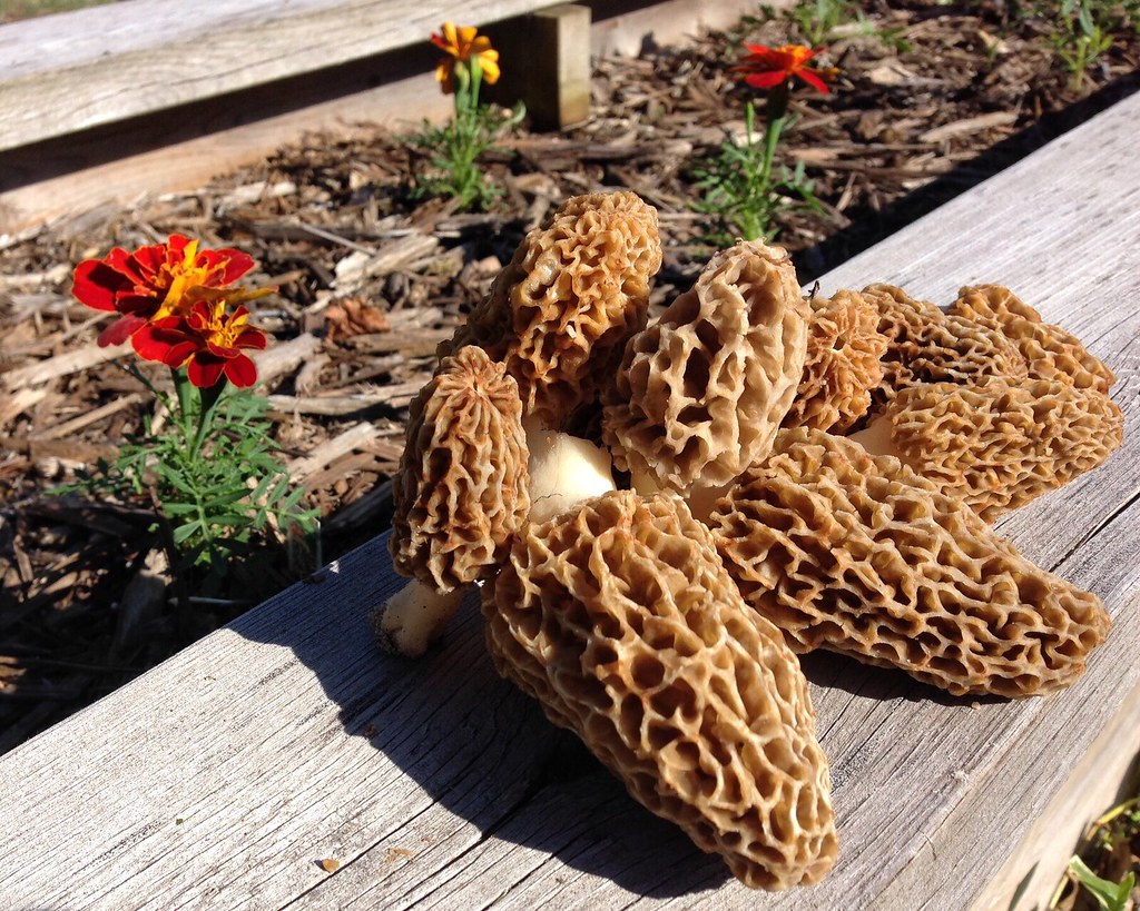 Morel mushrooms on a wooden board